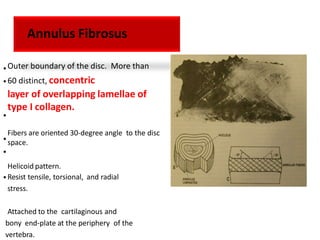 Annulus Fibrosus
•
•
•
•
•
•
Outer boundary of the disc. More than
60 distinct, concentric
layer of overlapping lamellae of
type I collagen.
Fibers are oriented 30-degree angle to the disc
space.
Helicoid pattern.
Resist tensile, torsional, and radial
stress.
Attached to the cartilaginous and
bony end-plate at the periphery of the
vertebra.
 
