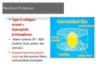 Nucleus Pulposus
 Type II collagen
strand +
hydrophilic
proteoglycan.
 Water content 70 ~ 90%
Confine fluid within the
annulus.
 Convert load into tensile
strain on the annular fibers
and vertebral end-plate.
 