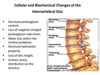 Cellular and Biochemical Changes of the
Intervertebral Disc
 Decrease proteoglycan
content.
 Loss of negative charged
proteoglycan side chain.
 Water loss within the
nucleus pulposus.
 Decrease hydrostatic
property.
 Loss of disc height.
 Uneven stress
distribution on the
annulus.
 