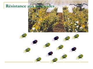 Résistance aux pesticides
 