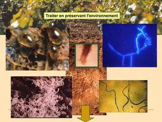 Choix du produit
          Traiter en préservant l'environnement
 