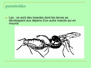 parasitoïdes

   Les : ce sont des insectes dont les larves se
    développent aux dépens d'un autre insecte qui en
    mourra
 