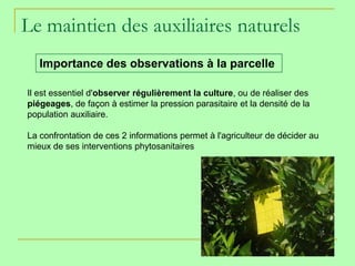 Le maintien des auxiliaires naturels
   Importance des observations à la parcelle

Il est essentiel d'observer régulièrement la culture, ou de réaliser des
piégeages, de façon à estimer la pression parasitaire et la densité de la
population auxiliaire.

La confrontation de ces 2 informations permet à l'agriculteur de décider au
mieux de ses interventions phytosanitaires
 
