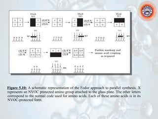 Figure 5.10: A schematic representation of the Fodor approach to parallel synthesis. X
represents an NVOC protected amino group attached to the glass plate. The other letters
correspond to the normal code used for amino acids. Each of these amino acids is in its
NVOC-protected form.
 
