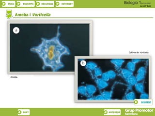 INICI ESQUEMA RECURSOS INTERNET
La cèl·lula
SURT ANTERIOR
Colònia de Vorticella.
Ameba i Vorticella
Ameba.
SEGÜENT
 