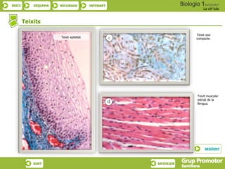 INICI ESQUEMA RECURSOS INTERNET
La cèl·lula
SURT ANTERIOR
Teixit muscular
estriat de la
llengua.
Teixits
Teixit epitelial.
Teixit ossi
compacte.
SEGÜENT
 