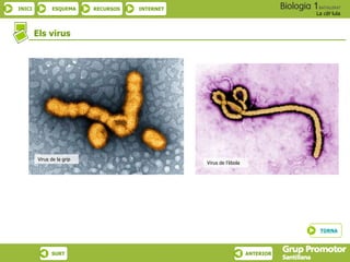 INICI ESQUEMA RECURSOS INTERNET
La cèl·lula
SURT ANTERIOR
Els virus
Virus de la grip
TORNA
Virus de l’èbola
 