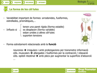 INICI ESQUEMA RECURSOS INTERNET
La cèl·lula
SURT ANTERIOR
La forma de les cèl·lules
- Variabilitat important de formes: arrodonides, fusiformes,
estrellades, prismàtiques,…
tenen una paret rígida (forma estable)
- Influeix si es desplacen (forma variable)
estan unides a altres cèl·lules
suporten tensions
- Forma estretament relacionada amb la funció
neurones  irregulars i amb prolongacions per transmetre informació
cèls. musculars  allargades i fusiformes per la contracció / relaxació
cèls. epiteli ntestinal  amb plecs per augmentar la superfície d’absorció
…
 