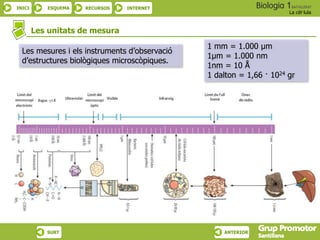 INICI ESQUEMA RECURSOS INTERNET
La cèl·lula
SURT ANTERIOR
Les unitats de mesura
Les mesures i els instruments d’observació
d’estructures biològiques microscòpiques.
1 mm = 1.000 μm
1μm = 1.000 nm
1nm = 10 Å
1 dalton = 1,66 · 1024 gr
 