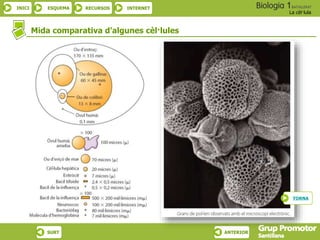 INICI ESQUEMA RECURSOS INTERNET
La cèl·lula
SURT ANTERIOR
Mida comparativa d’algunes cèl·lules
TORNA
 