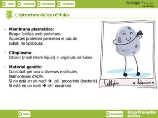 INICI ESQUEMA RECURSOS INTERNET
La cèl·lula
SURT ANTERIOR
L’estructura de les cèl·lules
- Membrana plasmàtica:
Bicapa lipídica amb proteïnes.
Aquestes proteïnes permeten el pas de
subst. no lipídiques.
- Citoplasma:
Citosol (medi intern líquid) + orgànuls cel·lulars
- Material genètic:
Constituït per una o diverses molècules
filamentoses d’ADN.
Si no està en un nucli  cèl. procariota (bacteris)
Si està en un nucli  cèl. eucariota
 