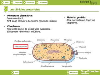 INICI ESQUEMA RECURSOS INTERNET
La cèl·lula
SURT ANTERIOR
Les cèl·lules procariotes
- Membrana plasmàtica:
Sense colesterol.
Amb paret cel·lular o bacteriana (gruixuda i rígida).
- Citoplasma:
Més senzill que el de les cèl·lules eucariotes.
Bàsicament ribosomes i inclusions.
- Material genètic:
ADN monocatenari dispers al
citoplasma.
 