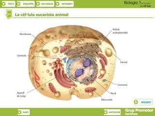 INICI ESQUEMA RECURSOS INTERNET
La cèl·lula
SURT ANTERIOR
La cèl·lula eucariota animal
SEGÜENT
 