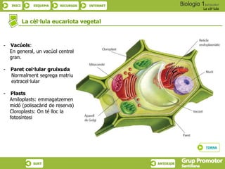 INICI ESQUEMA RECURSOS INTERNET
La cèl·lula
SURT ANTERIOR
La cèl·lula eucariota vegetal
TORNA
- Vacúols:
En general, un vacúol central
gran.
- Paret cel·lular gruixuda
Normalment segrega matriu
extracel·lular
- Plasts
Amiloplasts: emmagatzemen
midó (polisacàrid de reserva)
Cloroplasts: On té lloc la
fotosíntesi
 