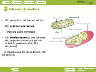 INICI ESQUEMA RECURSOS INTERNET
La cèl·lula
SURT ANTERIOR
Mitocondris i cloroplasts
- Són presents en cèl·lules eucariotes
- Són orgànuls energètics.
- Tenen una doble membrana
- Són semiautònoms ja que contenen
els components necessaris per a la
síntesi de proteïnes (ADN, ARN i
ribosomes).
- Es reprodueixen per divisió binària, com
els bacteris.
 