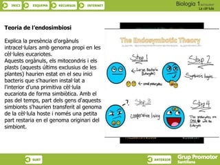 INICI ESQUEMA RECURSOS INTERNET
La cèl·lula
SURT ANTERIOR
Teoria de l’endosimbiosi
Explica la presència d'orgànuls
intracel·lulars amb genoma propi en les
cèl·lules eucariotes.
Aquests orgànuls, els mitocondris i els
plasts (aquests últims exclusius de les
plantes) haurien estat en el seu inici
bacteris que s'haurien instal·lat a
l'interior d'una primitiva cèl·lula
eucariota de forma simbiòtica. Amb el
pas del temps, part dels gens d'aquests
simbionts s'haurien transferit al genoma
de la cèl·lula hoste i només una petita
part restaria en el genoma originari del
simbiont.
 