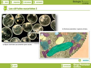 INICI ESQUEMA RECURSOS INTERNET
La cèl·lula
SURT ANTERIOR
Les cèl·lules eucariotes I
a) Algues unicel·lulars que presenten grans vacúols.
b) Membrana plasmàtica i orgànuls cel·lulars.
SEGÜENT
 