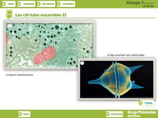 INICI ESQUEMA RECURSOS INTERNET
La cèl·lula
SURT ANTERIOR
Les cèl·lules eucariotes II
c) Sistema endomembranós.
d) Alga unicel·lular amb coberta rígida.
TORNA
 