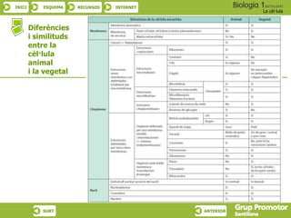 INICI ESQUEMA RECURSOS INTERNET
La cèl·lula
SURT ANTERIOR
Diferències
i similituds
entre la
cèl·lula
animal
i la vegetal
 