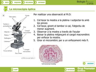 INICI ESQUEMA RECURSOS INTERNET
La cèl·lula
SURT ANTERIOR
La microscòpia òptica
SEGÜENT
Per realitzar una observació al M.O:
1. Col·locar la mostra a la platina i subjectar-la amb
les pinces
2. Col·locar, girant el tambor si cal, l’objectiu de
menor augment.
3. Observar a la mostra a través de l’ocular
4. Baixar la platina mitjançant el cargol macromètric
per enfocar la mostra.
5. Girar el micromètric per a un enfocament més fi.
Tall transversal d’esòfag
 