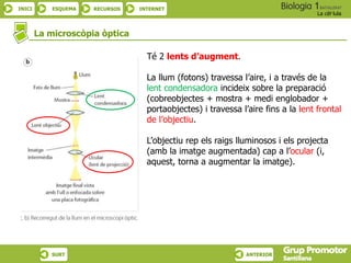 INICI ESQUEMA RECURSOS INTERNET
La cèl·lula
SURT ANTERIOR
La microscòpia òptica
Té 2 lents d’augment.
La llum (fotons) travessa l’aire, i a través de la
lent condensadora incideix sobre la preparació
(cobreobjectes + mostra + medi englobador +
portaobjectes) i travessa l’aire fins a la lent frontal
de l’objectiu.
L’objectiu rep els raigs lluminosos i els projecta
(amb la imatge augmentada) cap a l’ocular (i,
aquest, torna a augmentar la imatge).
 