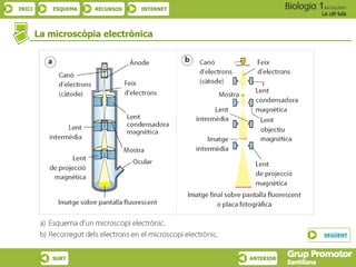 INICI ESQUEMA RECURSOS INTERNET
La cèl·lula
SURT ANTERIOR
La microscòpia electrònica
SEGÜENT
 