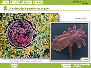 INICI ESQUEMA RECURSOS INTERNET
La cèl·lula
SURT ANTERIOR
La microscòpia electrònica: imatges
Micrografia d’una cèl·lula en què es pot veure la cromatina.
Micrografia d’un poll.
TORNA
 