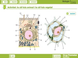 INICI ESQUEMA RECURSOS INTERNET
La cèl·lula
SURT ANTERIOR
Activitat: la cèl·lula animal i la cèl·lula vegetal
SEGÜENT
 