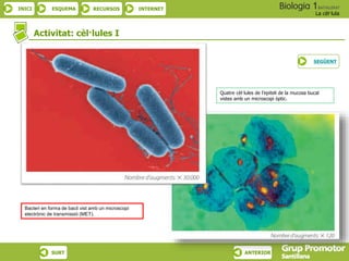 INICI ESQUEMA RECURSOS INTERNET
La cèl·lula
SURT ANTERIOR
Activitat: cèl·lules I
Quatre cèl·lules de l’epiteli de la mucosa bucal
vistes amb un microscopi òptic.
Bacteri en forma de bacil vist amb un microscopi
electrònic de transmissió (MET).
SEGÜENT
 