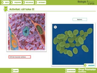 INICI ESQUEMA RECURSOS INTERNET
La cèl·lula
SURT ANTERIOR
Activitat: cèl·lules II
Bacteris.
Cèl·lula muscular cardíaca.
SEGÜENT
 