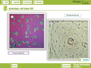 INICI ESQUEMA RECURSOS INTERNET
La cèl·lula
SURT ANTERIOR
Activitat: cèl·lules III
Cèl·lules del teixit ossi.
Protozous flagel·lats.
SEGÜENT
 