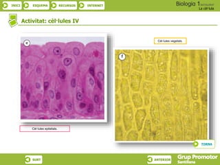 INICI ESQUEMA RECURSOS INTERNET
La cèl·lula
SURT ANTERIOR
Activitat: cèl·lules IV
Cèl·lules vegetals.
Cèl·lules epitelials.
TORNA
 