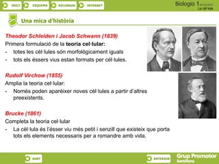 INICI ESQUEMA RECURSOS INTERNET
La cèl·lula
SURT ANTERIOR
Una mica d’història
Theodor Schleiden i Jacob Schwann (1839)
Primera formulació de la teoria cel·lular:
- totes les cèl·lules són morfològicament iguals
- tots els éssers vius estan formats per cèl·lules.
Rudolf Virchow (1855)
Amplia la teoria cel·lular:
- Només poden aparèixer noves cèl·lules a partir d’altres
preexistents.
Brucke (1861)
Completa la teoria cel·lular
- La cèl·lula és l’ésser viu més petit i senzill que existeix que porta
tots els elements necessaris per a romandre amb vida.
 