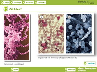 INICI ESQUEMA RECURSOS INTERNET
La cèl·lula
SURT ANTERIOR
Cèl·lules I
Sang observada amb el microscopi òptic (a) i amb l’electrònic (b).
Bacteris (bacils i cocs) del iogurt. SEGÜENT
 
