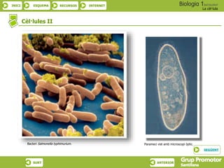 INICI ESQUEMA RECURSOS INTERNET
La cèl·lula
SURT ANTERIOR
Cèl·lules II
Bacteri Salmonella typhimurium. Parameci vist amb microscopi òptic.
SEGÜENT
 