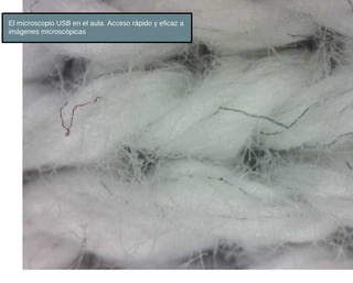El microscopio USB en el aula. Acceso rápido y eficaz a
imágenes microscópicas
 