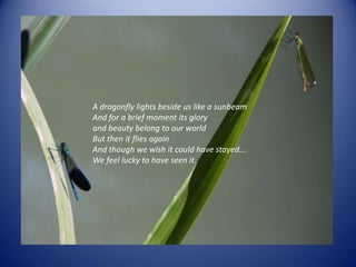 Photo Album
by Ministry of Education
A dragonfly lights beside us like a sunbeam
And for a brief moment its glory
and beauty belong to our world
But then it flies again
And though we wish it could have stayed...
We feel lucky to have seen it.
 