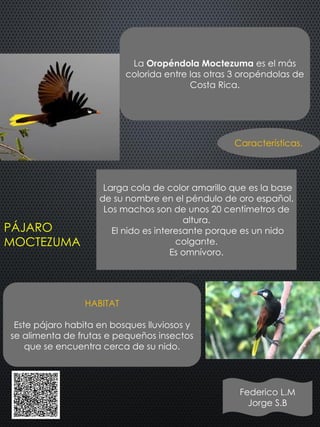 PÁJARO
MOCTEZUMA
La Oropéndola Moctezuma es el más
colorida entre las otras 3 oropéndolas de
Costa Rica.
HABITAT
Este pájaro habita en bosques lluviosos y
se alimenta de frutas e pequeños insectos
que se encuentra cerca de su nido.
Larga cola de color amarillo que es la base
de su nombre en el péndulo de oro español.
Los machos son de unos 20 centímetros de
altura.
El nido es interesante porque es un nido
colgante.
Es omnívoro.
Características.
Federico L.M
Jorge S.B
 
