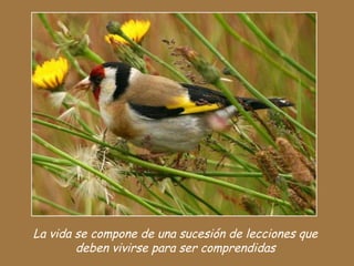 La vida se compone de una sucesión de lecciones que
deben vivirse para ser comprendidas
 