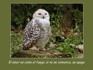 El amor es como el fuego; si no se comunica, se apaga
 
