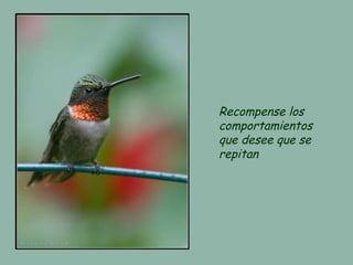 Recompense los
comportamientos
que desee que se
repitan
 
