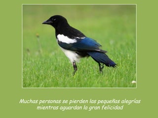 Muchas personas se pierden las pequeñas alegrías
mientras aguardan la gran felicidad
 