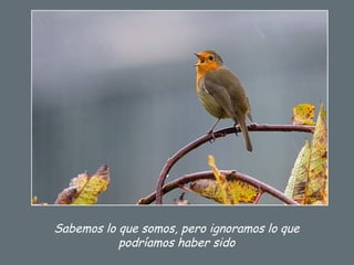 Sabemos lo que somos, pero ignoramos lo que
podríamos haber sido
 