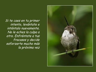 Si te caes en tu primer
intento, levántate e
inténtalo nuevamente.
No le eches la culpa a
otro. Enfréntate a tus
fracasos y decide
esforzarte mucho más
la próxima vez
 