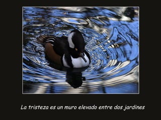 La tristeza es un muro elevado entre dos jardines
 