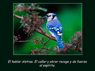 El hablar distrae. El callar y obrar recoge y da fuerza
al espíritu.
 