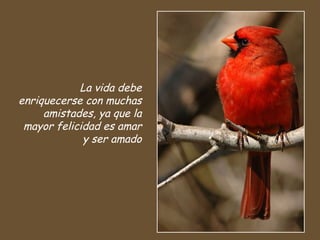 La vida debe
enriquecerse con muchas
amistades, ya que la
mayor felicidad es amar
y ser amado
 