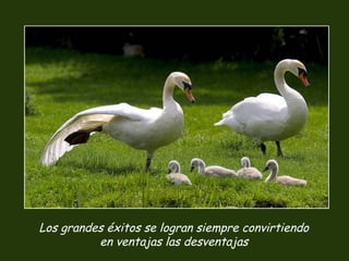 Los grandes éxitos se logran siempre convirtiendo
en ventajas las desventajas
 