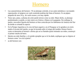 Hornero
• Las características del hornero : Ni un plumaje colorido, ni un canto melodioso o un tamaño
espectacular, ni tampoco un vuelo sostenido podrían dar fama al hornero. Es un pájaro
pequeño de unos 54 g , de vuelo escaso y no muy rápido.
• Tiene ojos, patas, y plumas de color pardo terroso como su nido. Mejor dicho, su plumaje
predominante es pardo, es más rojizo en el dorso y blanco en la garganta. Sin embargo la
parda y movediza figurita del hornero es bien conocida por los habitantes de América del Sur
de donde es oriunda la especie.
• En la Pampa Argentina se lo cree de buen augurio y en el Paraguay se le agradece en cierto
modo el invento del rancho, ya que la leyenda sobre el origen del nombre Alonso García –
como se denomina al hornero- afirma que así se llamaba quién imitando sus nidos, construyó
el primer rancho de barro.
• Quizás ese nido familiar, y el sentido ejemplar que se le ha dado, expliquen que se eligiera al
hornero como “ave de la patria”.
• as del hornero son:
 
