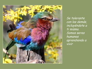 Se tolerante con los demás, incluyéndote a ti mismo. Somos seres humanos aprendiendo a vivir 